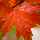 Illustration for article titled 76 Stunning Photos Of Fall Leaves